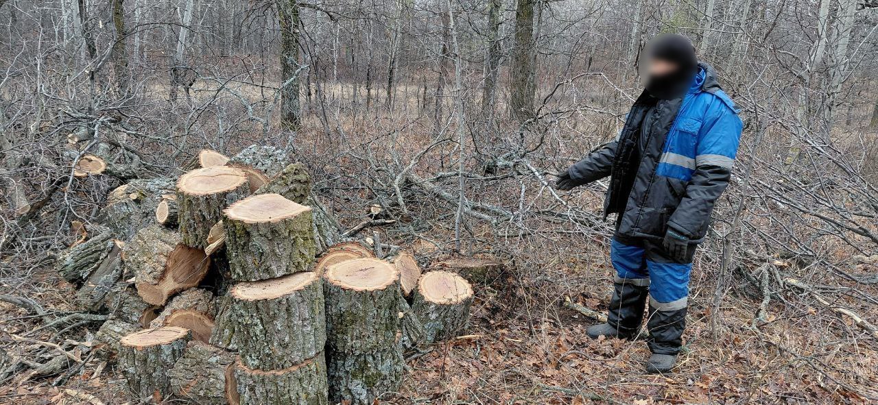Саратовец срубил 12 дубов для растопки бани и попал под статью